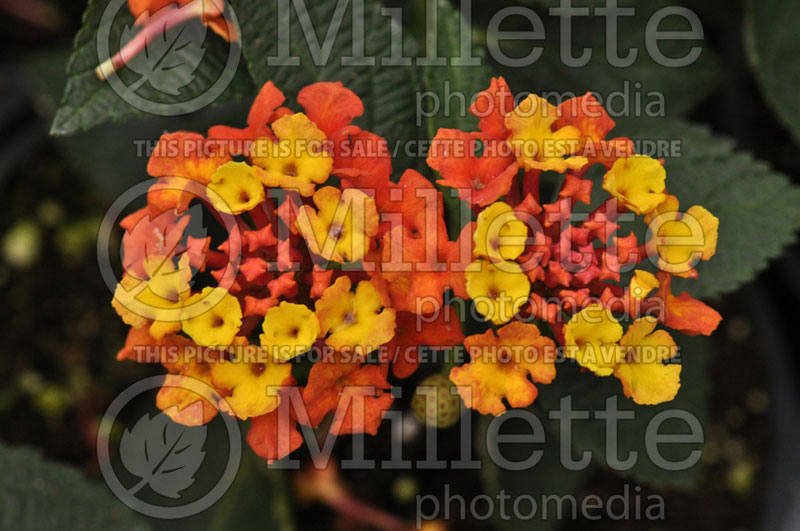 Lantana Fireworks (Lantana)  1