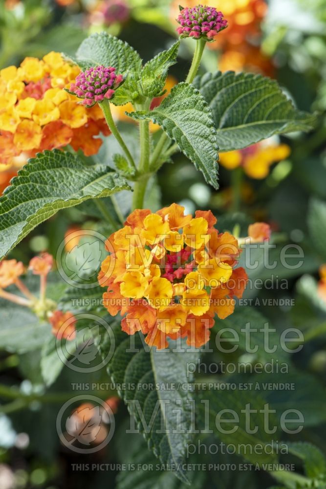 Lantana Landscape Bandana Clementine (Lantana) 1