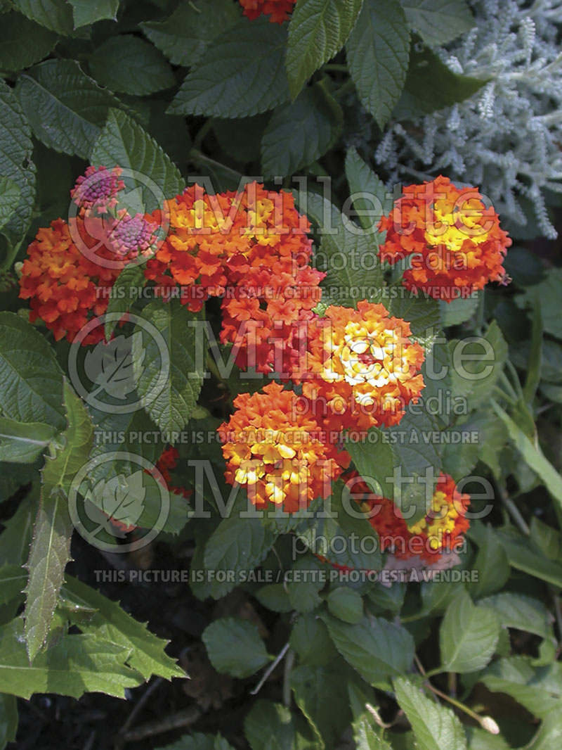 Lantana Moni or Confetti (Lantana)  1