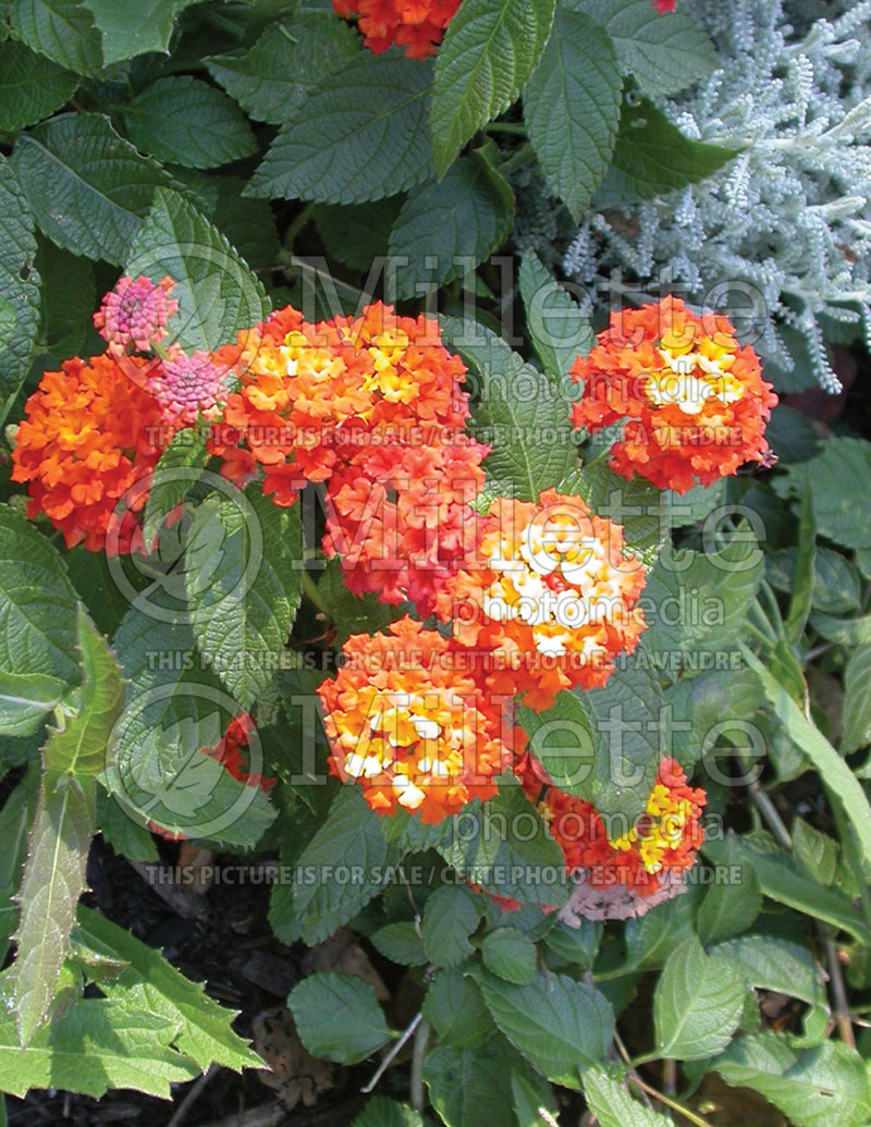 Lantana Moni aka Confetti (Crape myrtle)  2