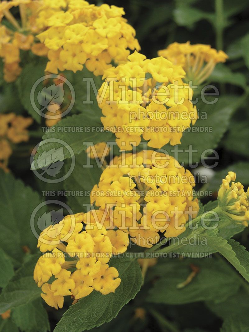 Lantana New Gold (Lantana)  2