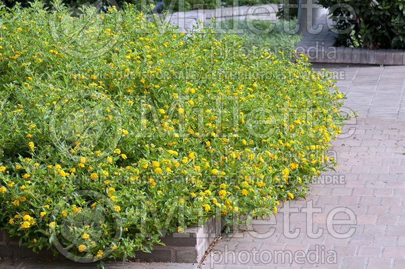 Lantana New Gold (Lantana)  1