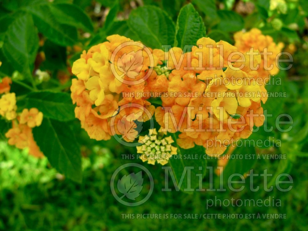 Lantana New Gold (Lantana)  4