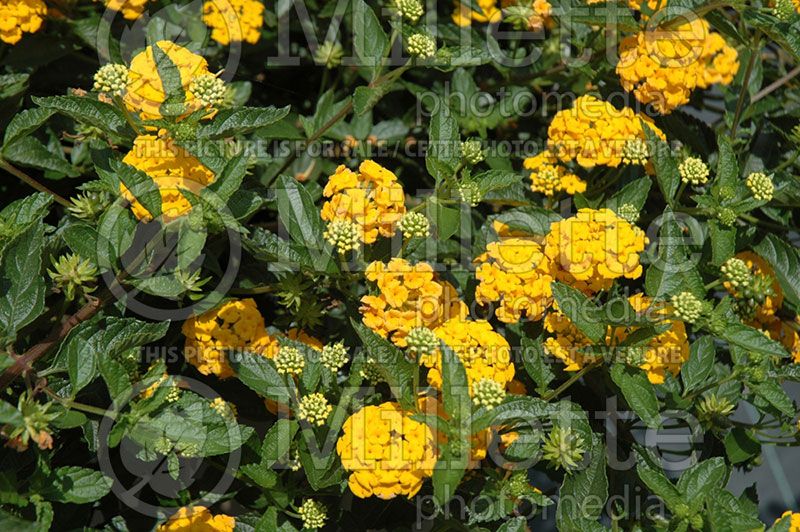 Lantana New Gold (Lantana)  3