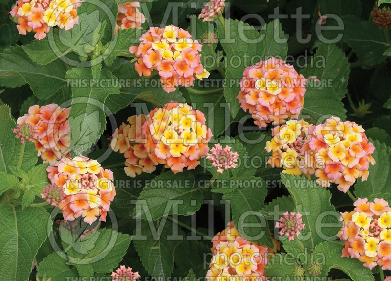 Lantana Pumpkin Patch (Lantana) 1 