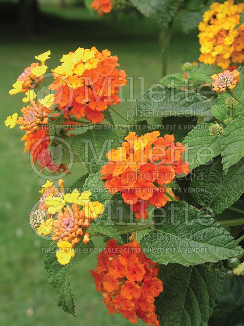 Lantana Radiation (Lantana)  2