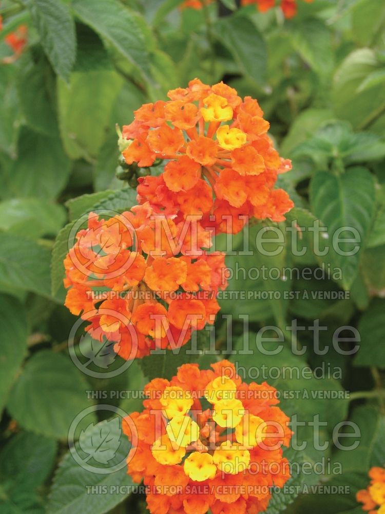 Lantana Radiation (Lantana)  1