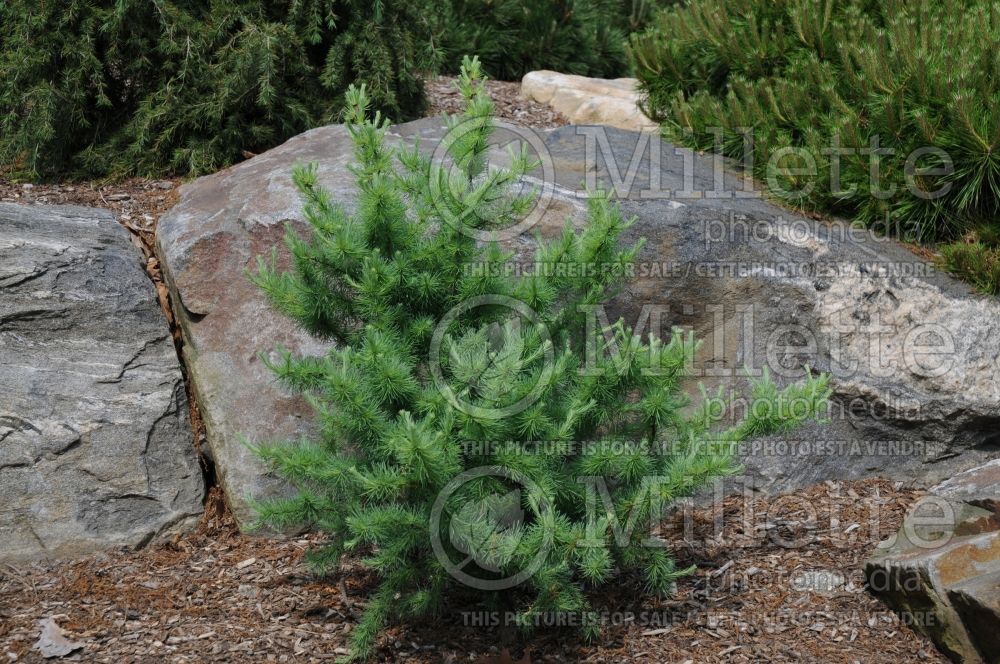 Larix Blue Sparkler (Larch conifer ) 5 