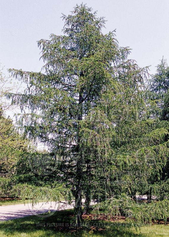 Larix decidua (Weeping Larch conifer ) 1 