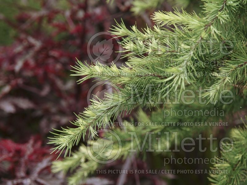 Larix Little Bogle (Larch conifer ) 1 