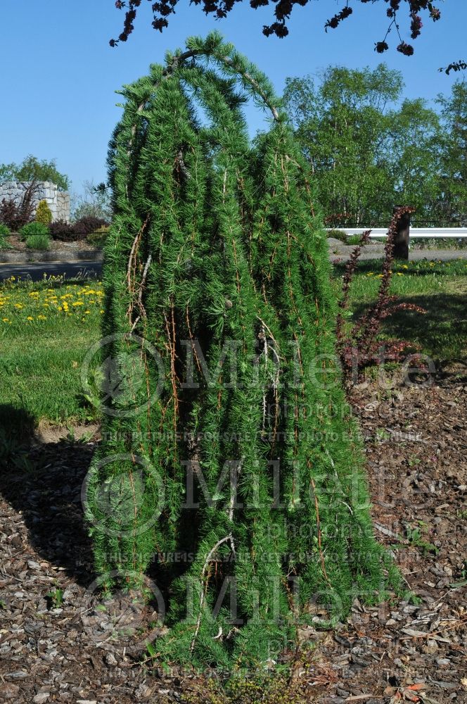 Larix Pendula (Weeping Larch conifer ) 2 