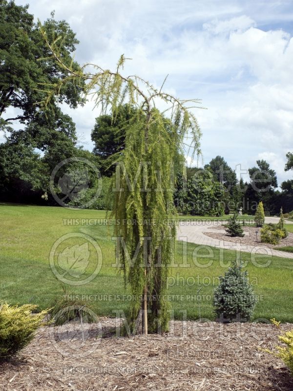 Larix Puli (Larch conifer ) 1 