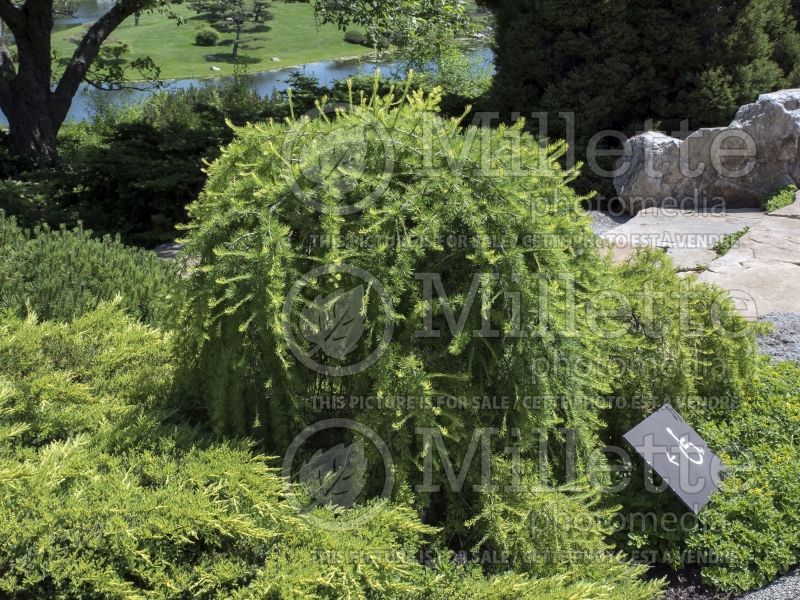 Larix Puli (Larch conifer ) 2 