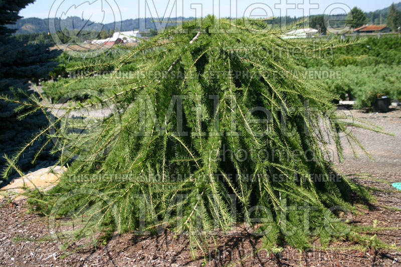 Larix Varied Directions (Dunkeld Larch conifer ) 2 