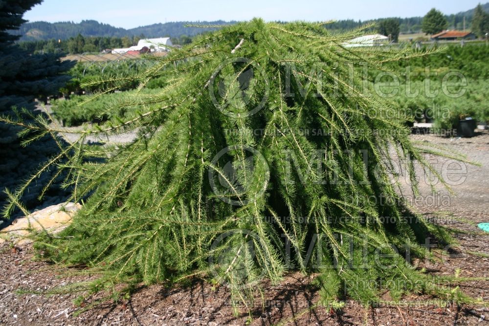 Larix Varied Directions (Larch conifer ) 8 