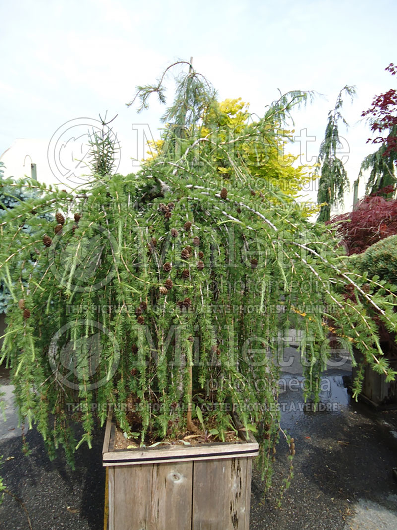 Larix Varied Directions (Dunkeld Larch conifer ) 3 