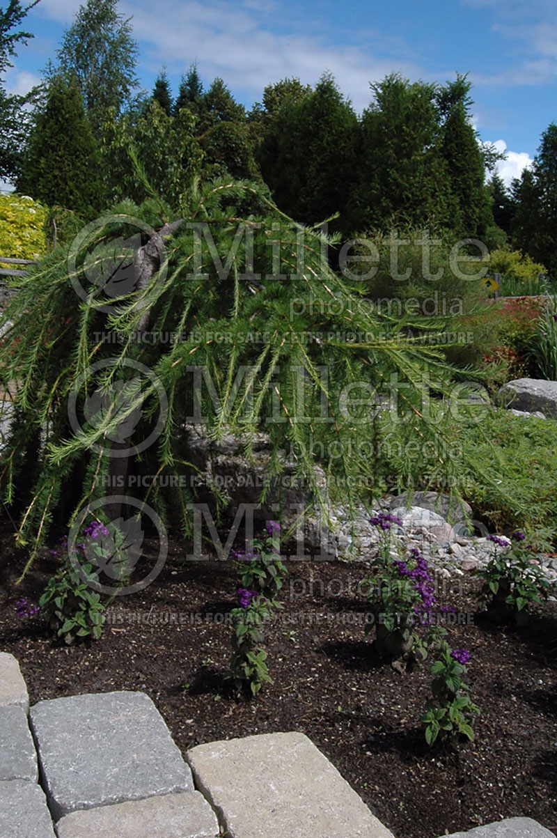 Larix Varied Directions (Dunkeld Larch conifer ) 5 