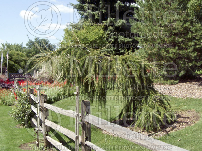 Larix Varied Directions (Dunkeld Larch conifer ) 6 