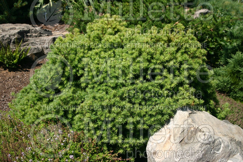 Larix Romberg Park (Dahurian Larch conifer ) 1 