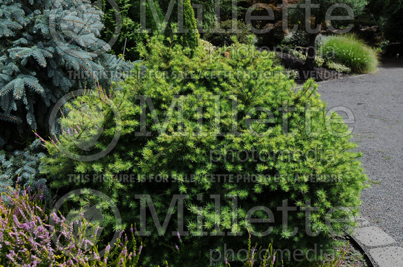 Larix Romberg Park (Dahurian Larch conifer ) 3 