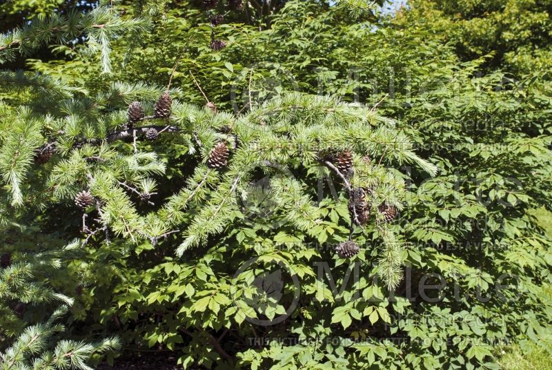 Larix Blue Rabbit (Japanese larch conifer ) 1 