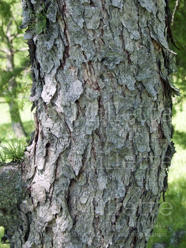 Larix Diana – bark (Japanese larch conifer ) 4 