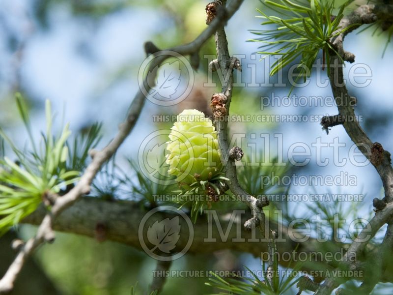 Larix Diana (Japanese larch conifer ) 5 