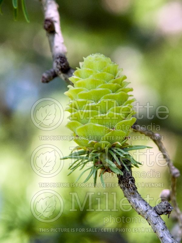 Larix Diana (Japanese larch conifer ) 6 