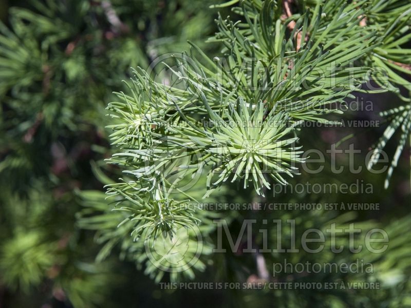 Larix Diana (Japanese larch conifer ) 7 