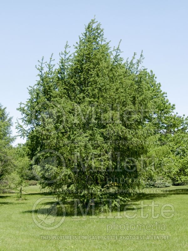 Larix Diana (Japanese larch conifer ) 8 