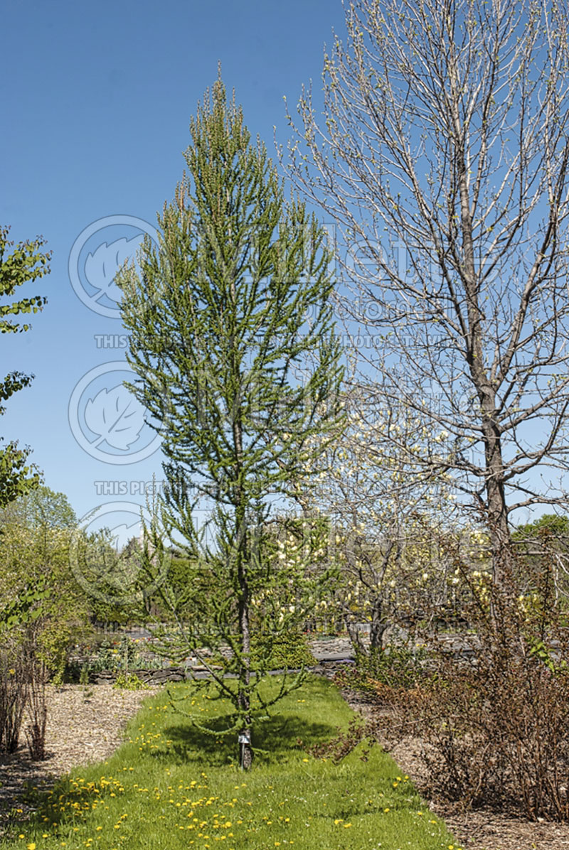 Larix Jacobsen's Pyramid (Larch conifer ) 1 