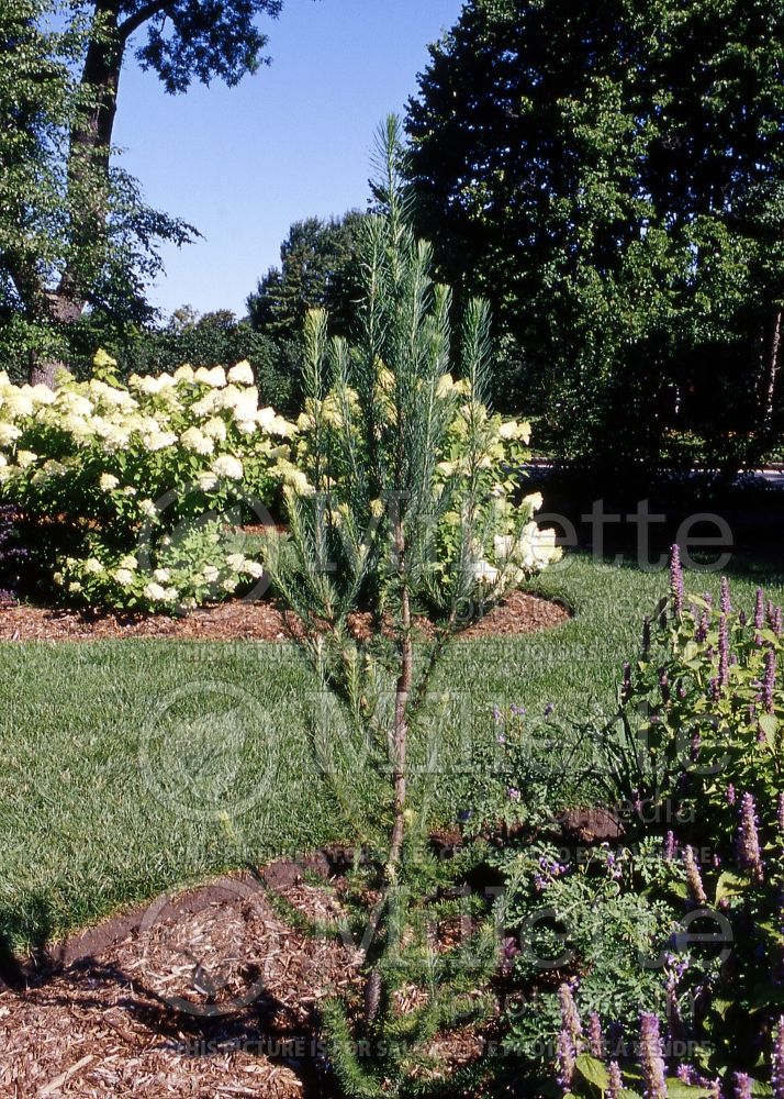 Larix Jacobsen's Pyramid (Larch conifer ) 2 