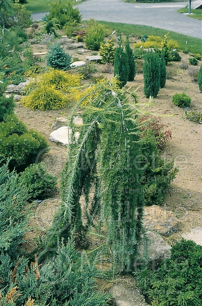 Larix Stiff Weeping (Larch conifer ) 1 