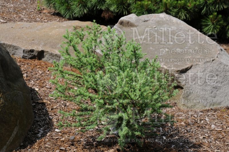 Larix Deborah Waxman (Larch conifer- mélèze) 2