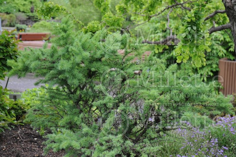 Larix Deborah Waxman (Larch conifer- mélèze) 4 