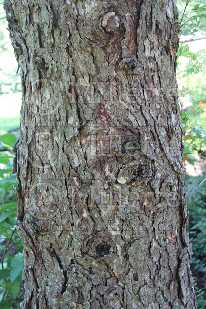 Larix laricina - bark (Larch conifer ) 2 