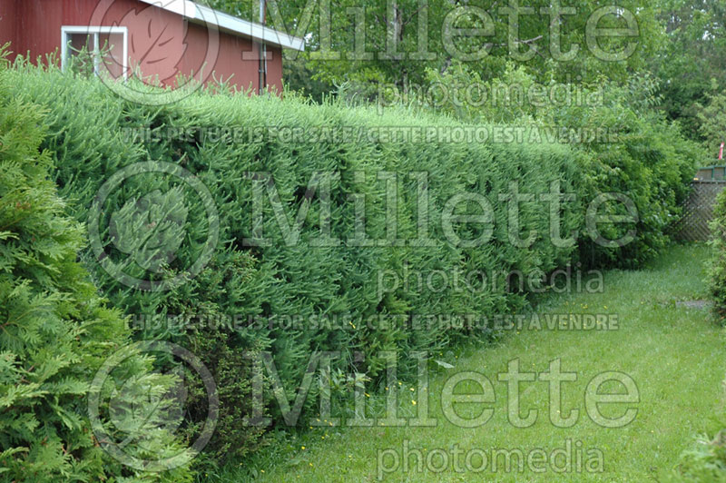 Larix laricina (Larch conifer ) 11 