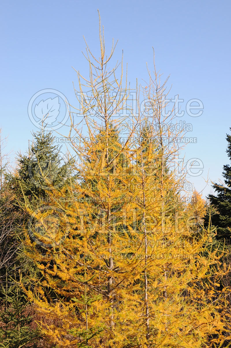 Larix laricina (Larch conifer ) 6 