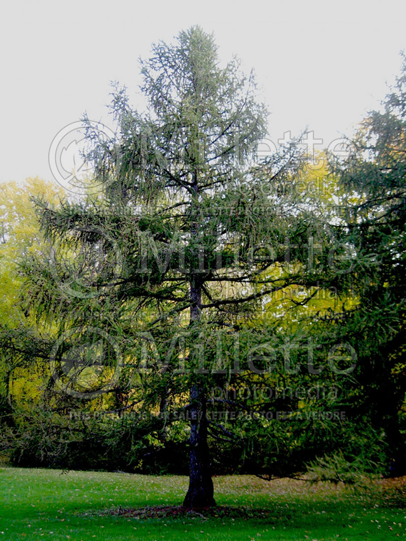 Larix laricina (Larch conifer ) 10 