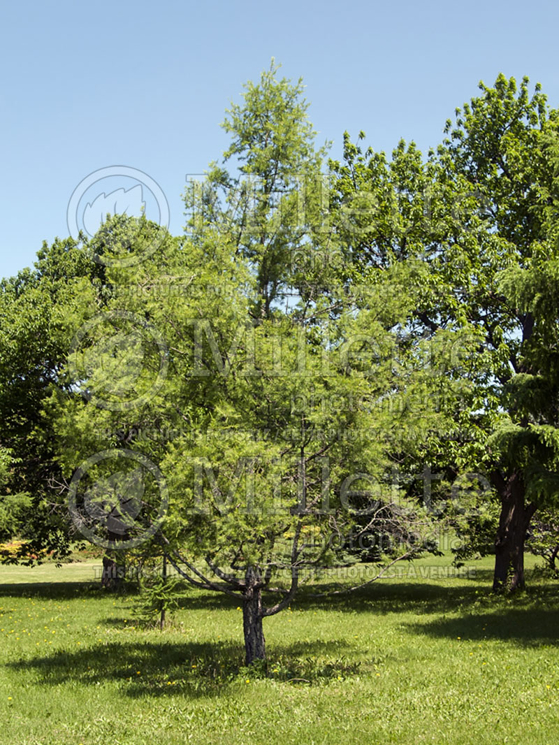 Larix sibirica (Larch conifer ) 2 