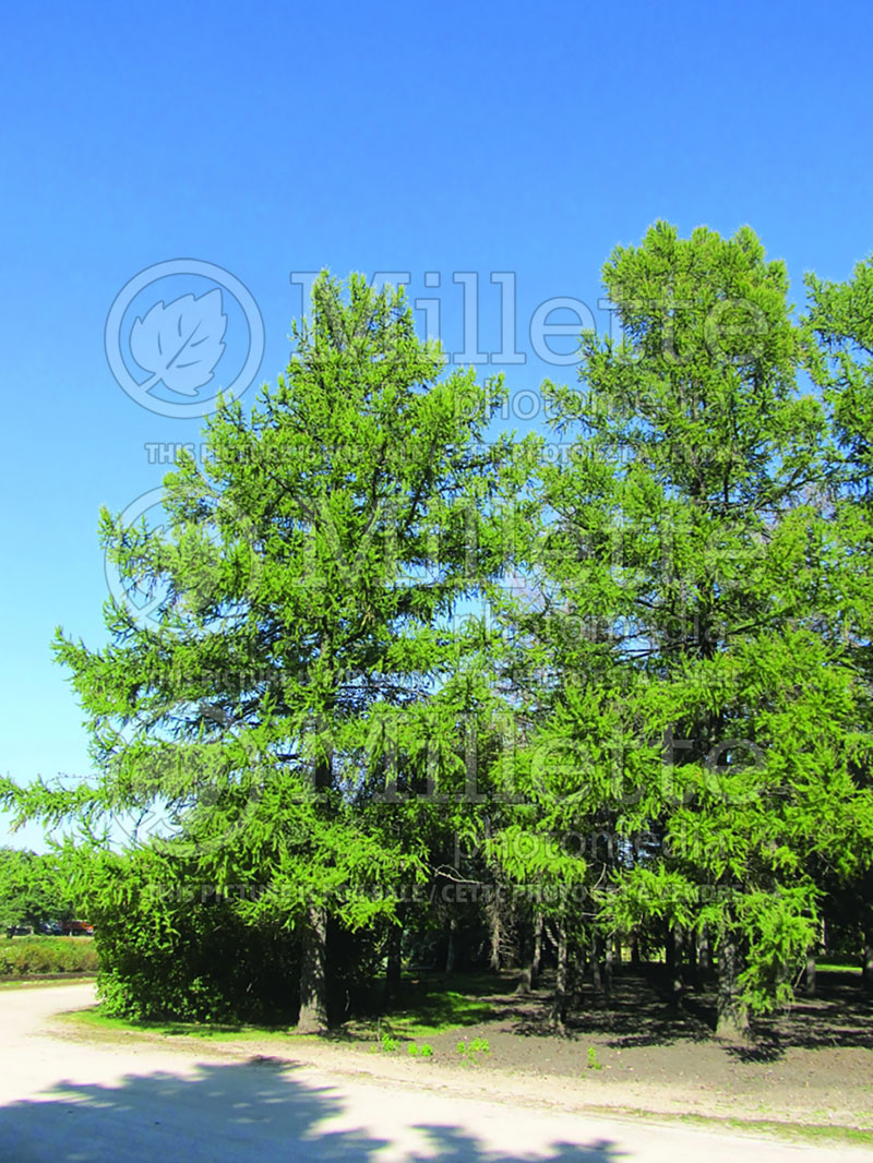 Larix sibirica (Larch conifer ) 1 