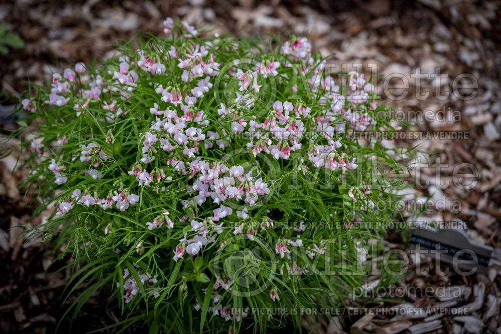 Lathyrus Flaccidus (Sweet Pea) 1  