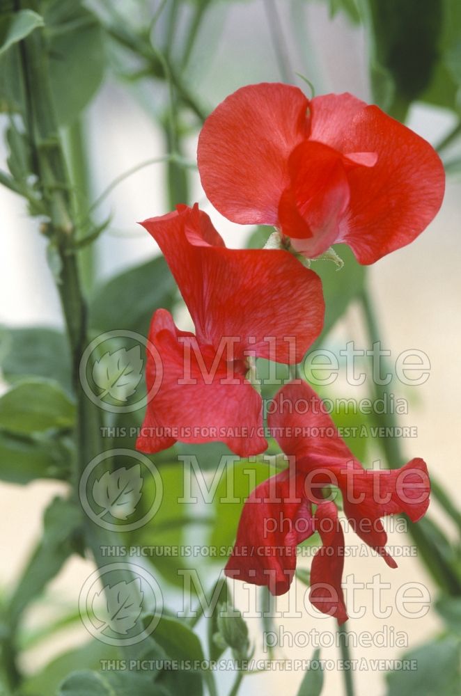 Lathyrus Explorer Mix (Sweet Pea) 1  