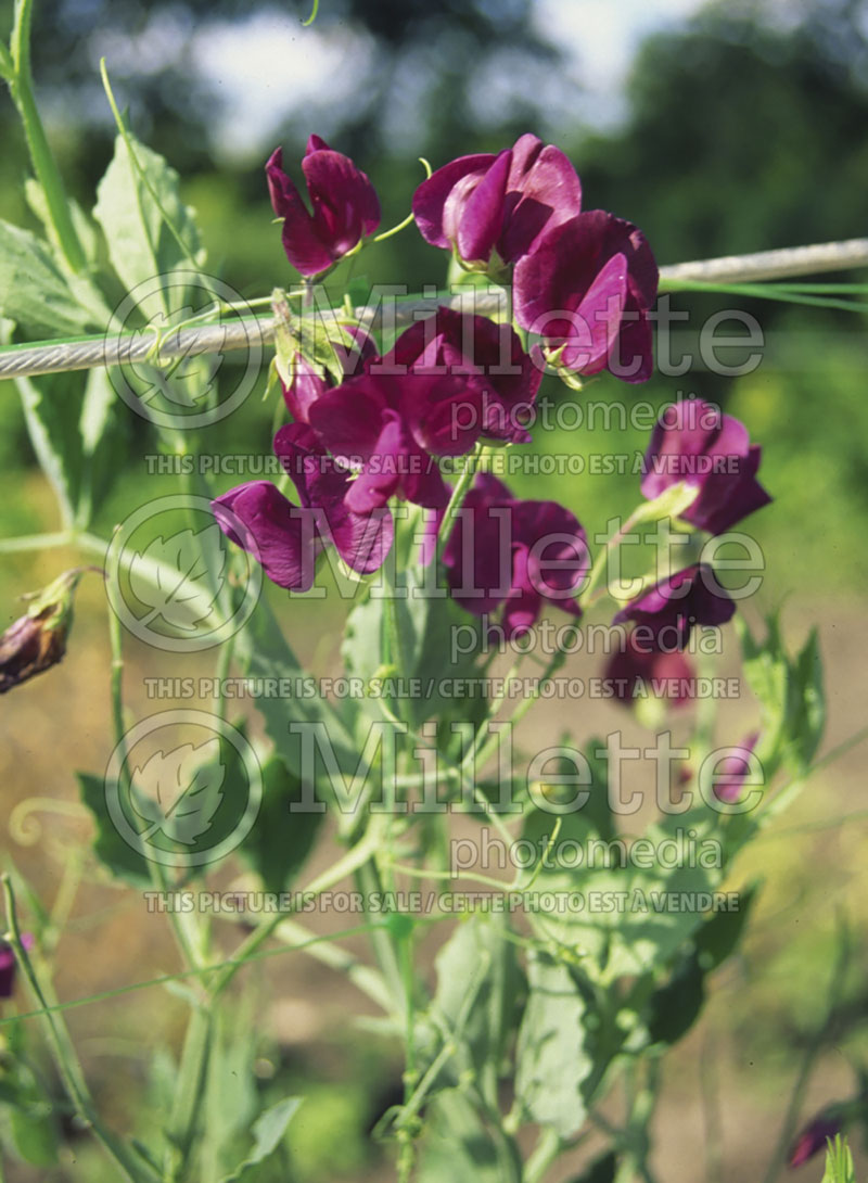 Lathyrus odoratus (Sweet Pea) 1  