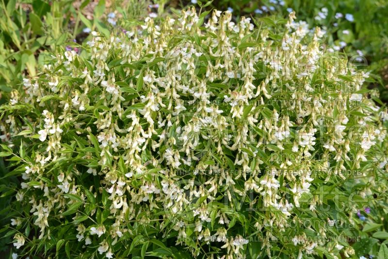 Lathyrus Alba (Sweet Pea) 1  