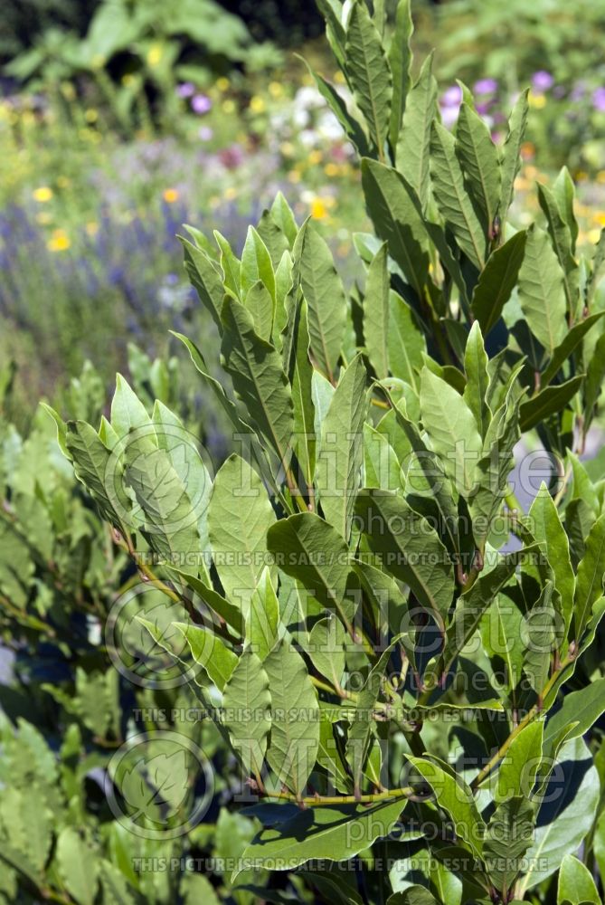 Laurus nobilis (bay laurel)  3 