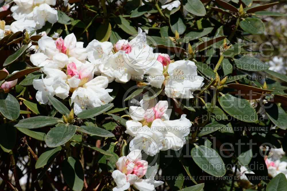 Laurus nobilis (bay laurel)  1 