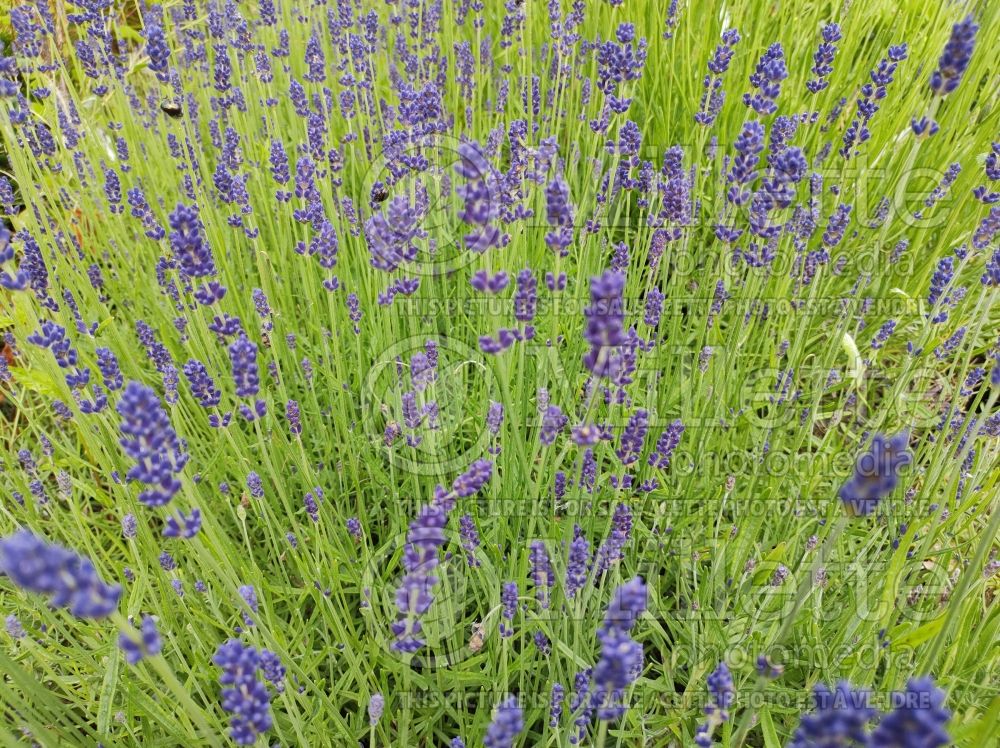 Lavandula Hidcote (English Lavender) 7