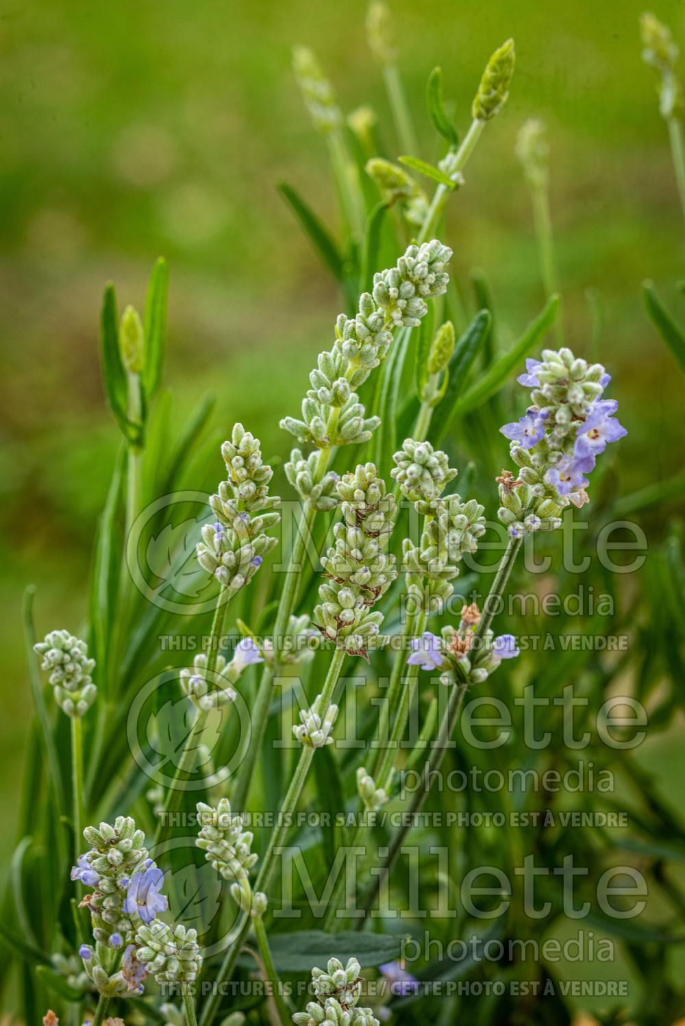 Lavandula Hidcote (English Lavender) 8