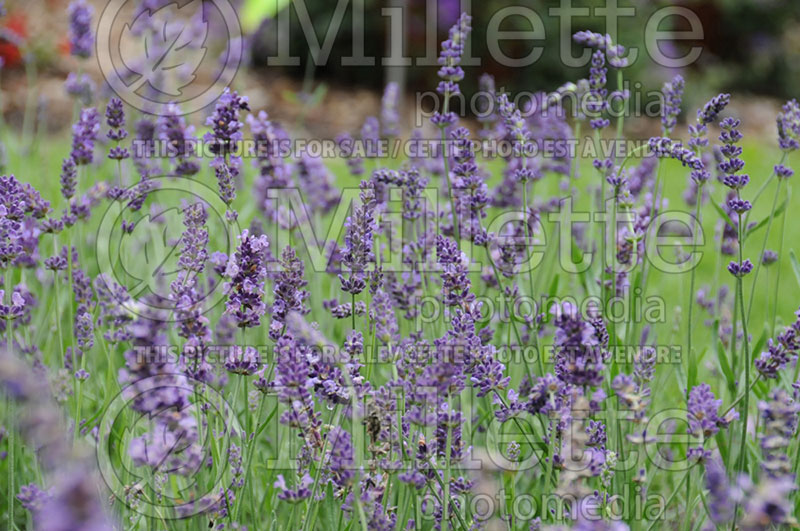 Lavandula Ellagance Purple (English Lavender) 1